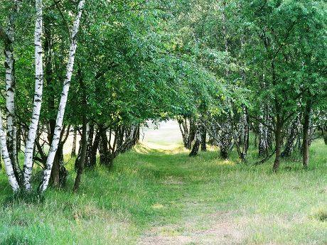 Naturschutzgebiet Pankow - Karow - Bild 01